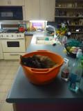 ZigZag resting after day of doing nothing