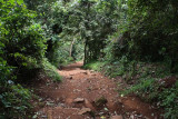 A path through the rainforest