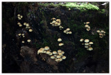 Quelques champignons 