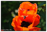 Le Coquelicot (Papaver rhoeas)