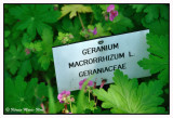 Geranium macrorrhizum