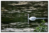 Monsieur le cygne 