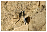 Vue de cot : Orthtrum rticul (Orthetrum cancellatum), mle mature