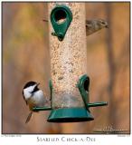 13Nov05 Startled Chickadee - 7397