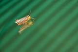 Grasshopper