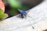 IMG_2258web.jpg