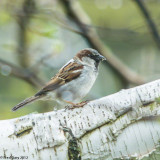 House Sparrow.JPG