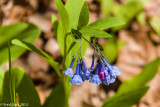 Bluebells-0042.JPG