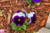 Pansies-0096.JPG