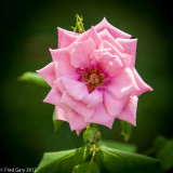 Pink Rose-2.JPG