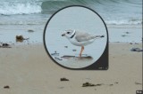 piping plover.tiff