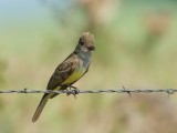 Great Crested Flycatcher   DSC_9085.jpg