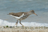 Spotted Sandpiper