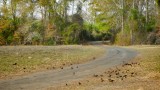 Cherokee County Texas, Rusty Blackbirds