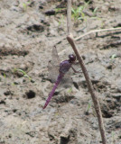  Orthemis ferruginea (Roseate Skimmer) 