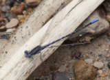  Argia immunda (Kiowa Dancer)