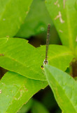 Fragile Forktail