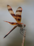 Halloween Pennant