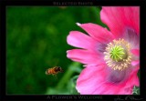 A Flowers Welcome