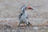 Southern Red-billed Hornbill