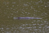 wild Platypus swimming in the lake