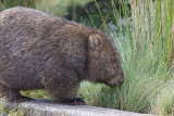 Common Wombat