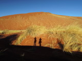 Looking for Dune Lark