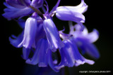 Its may so Blue Bells.