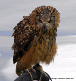  eagle owl