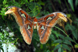 so big 10in wing Span