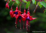  colby woodland garden Amroth