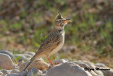 Cappellaccia (Galerida cristata - Crested lark)