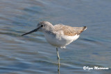 Pantana (Tringa nebularia - Greenshank)