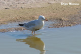 Gabbiano roseo (Chroicocephalus genei - Slender-billed Gull)