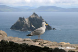 Gabbiano nordico (Larus argentatus - Herring Gull)