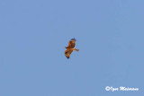 Aquila di Bonelli (Aquila fasciata - Bonellis Eagle)