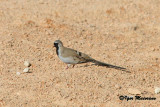 Tortora di Namaqua (Oena capensis - Namaqua Dove)