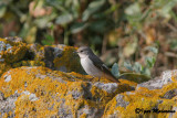 Balia dal collare (Ficedula albicollis - Collared Flycatcher)