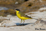 Cutrettola (Motacilla flava - Yellow wagtail)
