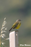 Cutrettola (Motacilla flava - Yellow wagtail)