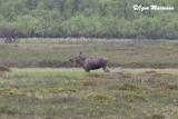 Alce (Alces alces - Elk)