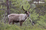 Renna (Rangifer tarandus - Reindeer)