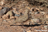 Cappellaccia beccolungo (Galerida macrorhyncha - Maghreb Lark)