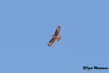 Aquila di Bonelli (Aquila fasciata - Bonellis Eagle)