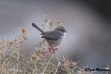 Beccamoschino inquieto ssp saharae (Scotocerca inquieta saharae - Scrub Warbler)