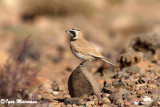 Allodola di Temminck (Eremophila bilopha - Temmincks Lark)