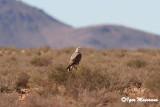 Poiana codabianca ssp.cirtensis (Buteo rufinus cirtensis - Atlas Long-legged Buzzard)