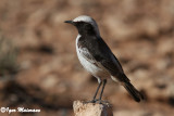 Monachella testagrigia (Oenanthe moesta - Red-rumped Wheatear)