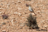 Monachella testagrigia (Oenanthe moesta - Red-rumped Wheatear