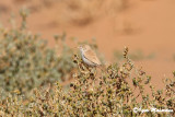 Sterpazzola del deserto (Sylvia deserti - African Desert Warbler)